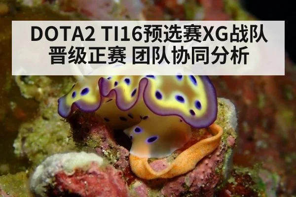 DOTA2 TI16预选赛XG战队晋级正赛 团队协同分析